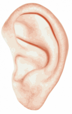 Animated ear clipart 2 – Gclipart.com