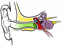 File:Anatomy of the Human Ear blank.svg - Wikimedia Commons