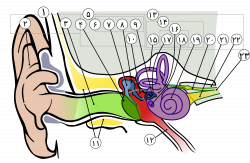 File:Anatomy of the Human Ear in farsi numbers.svg - Wikimedia Commons