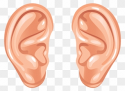Free PNG Human Ear Clip Art Download - PinClipart