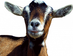 Choosing a Goat | farm animals | Pinterest | Goats and Animal
