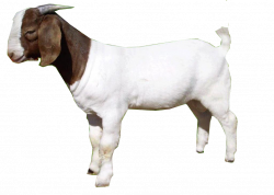 Goat-PNG.png (1026×731) | School - Media | Pinterest | Goats