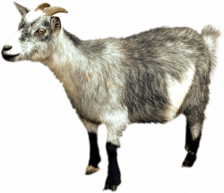 Goat Sideview transparent PNG - StickPNG
