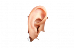 Human Ear PNG Image | PNG Mart