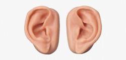 Human Ears Clipart - Human Ears Png , Transparent Cartoon ...