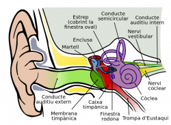 File:Anatomy of the Human Ear 1 CAT.svg - Wikimedia Commons