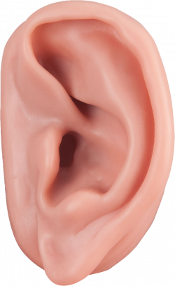 Ear In PNG | Web Icons PNG