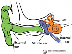 The Inner Ear - Bony Labyrinth - Membranous Labryinth ...
