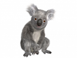 Koala PNG images free download