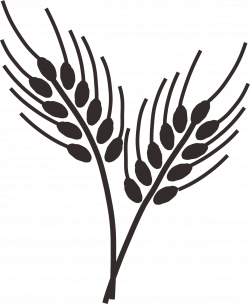 Wheatgrass Dibujo Oído Clip art - Arroz trigo arroz paddy 1215*1478 ...