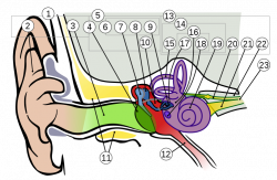 File:Anatomy of the Human Ear 1 Intl.svg - Wikimedia Commons