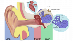 How Hearing Works | Ear Institute of Texas, and Voice & Swallowing ...