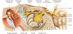 14.9: The cerebrum contains motor, sensory, and association areas ...
