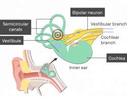 Bipolar Neurons - Structure and Functions