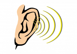 Hearing Sound Sense Human body - Cartoon ear 842*596 transprent Png ...