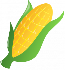 Ear Of Corn Drawing at GetDrawings.com | Free for personal use Ear ...