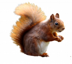 Squirrel Cute PNG Image - PurePNG | Free transparent CC0 PNG Image ...
