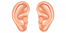 28+ Collection of Ear Clipart Png | High quality, free cliparts ...