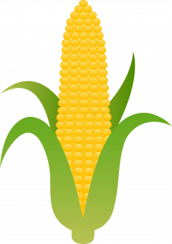 Ear of Yellow Corn - Free Clip Art