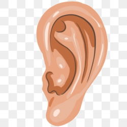 Human Ear Png, Vector, PSD, and Clipart With Transparent ...