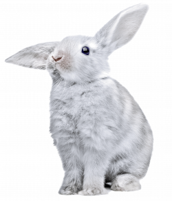 white rabbit with huge ears PNG Image - PurePNG | Free transparent ...