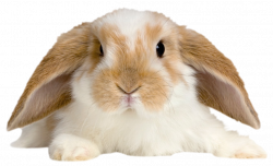 Cute Rabbit Transparent PNG Picture | Gallery Yopriceville - High ...