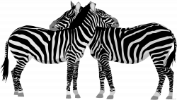 Zebra Animal free black white clipart images clipartblack ...