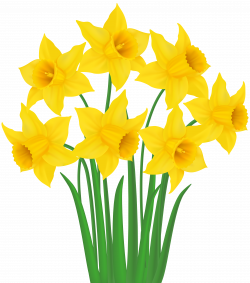 Yellow Daffodils PNG Transparent Clip Art Image | Gallery ...