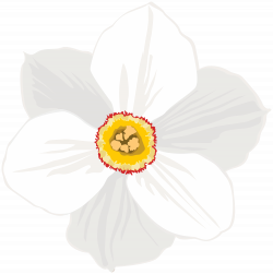 Poeticus Daffodil Flower Transparent PNG Clip Art Image | Gallery ...