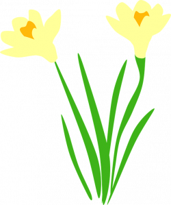 Daffodil Vector (51+)