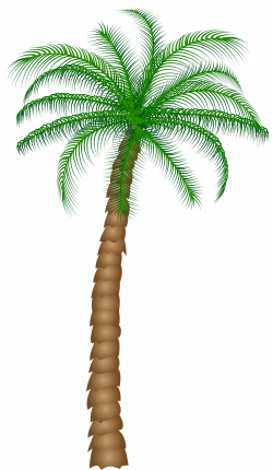 Palm Tree PNG Clipart | Gallery Yopriceville - High-Quality Images ...