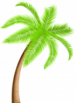 Palm Tree PNG Clip Art | Gallery Yopriceville - High-Quality Images ...