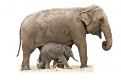 Elephant Front View transparent PNG - StickPNG