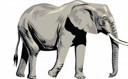 different types elephant high resolution hd images free | Wallpapers ...
