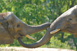 10 extraordinary facts about elephant trunks | TreeHugger