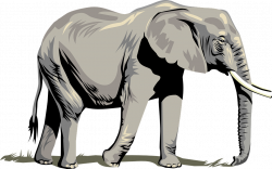Asian Elephant clipart elephant trunk - Pencil and in color asian ...
