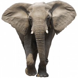 Elephant Side View transparent PNG - StickPNG