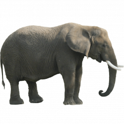 Elephant Sideview transparent PNG - StickPNG