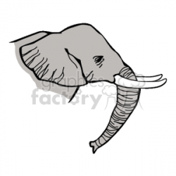 Side profile of elephant with large ivory tusks clipart. Royalty-free  clipart # 129671