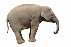 Elephants PNG in High Resolution | Web Icons PNG