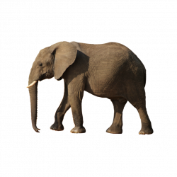Elephants PNG images free download, Elephant PNG