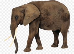Indian Elephant clipart - Elephant, Animal, Wildlife ...