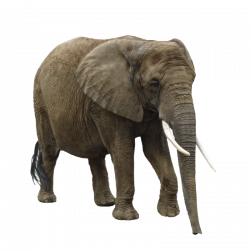 Asian elephant African elephant Clip art - Elephant 800*800 ...