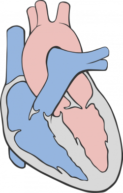 File:Heart circulation diagram.svg - Wikimedia Commons