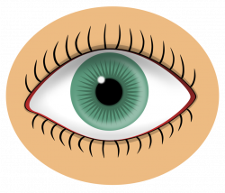Public Domain Clip Art Image | Illustration of an eye | ID ...