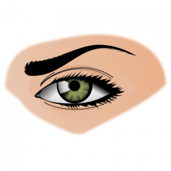 Eyeball clipart eyebrow - Pencil and in color eyeball clipart eyebrow