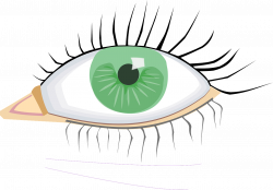 Macular Degeneration Association Eyelash dividend from Glaucoma drug ...