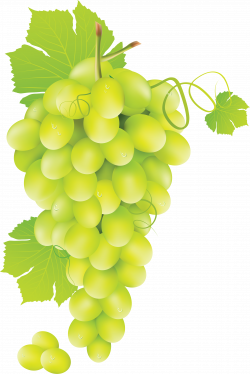 Green grape PNG image | hrozno | Pinterest | Green grape