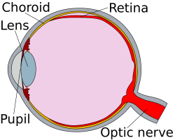 File:Human eye cross section detached retina.svg - Wikimedia Commons