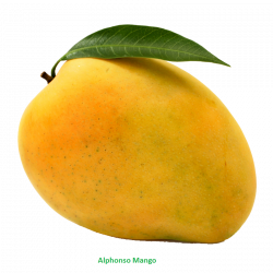 Mango PNG Transparent Free Images | PNG Only